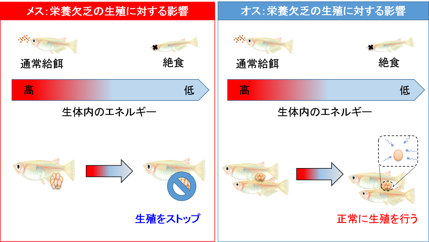 栄養欠乏時にメスだけで生殖をストップさせる脳内メカニズム 東京大学 大学院理学系研究科 理学部