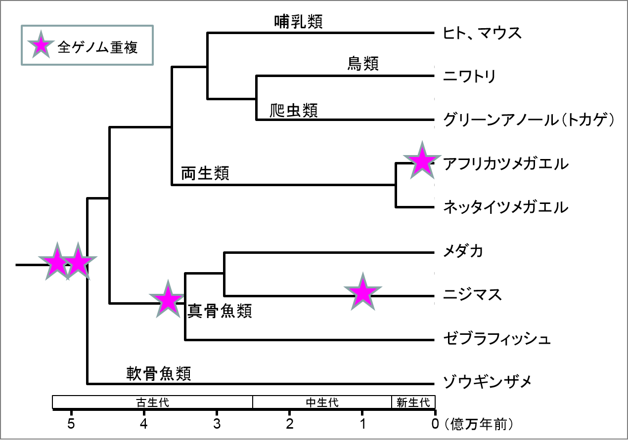 アフリカツメガエルの複雑なゲノムを解読 脊椎動物への進化の原動力 全ゲノム重複 の謎に迫る 東京大学 大学院理学系研究科 理学部