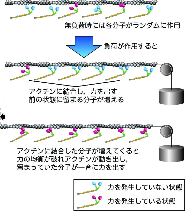 筋肉のタンパク質 ミオシンの協同的な力発生を発見 東京大学 大学院理学系研究科 理学部