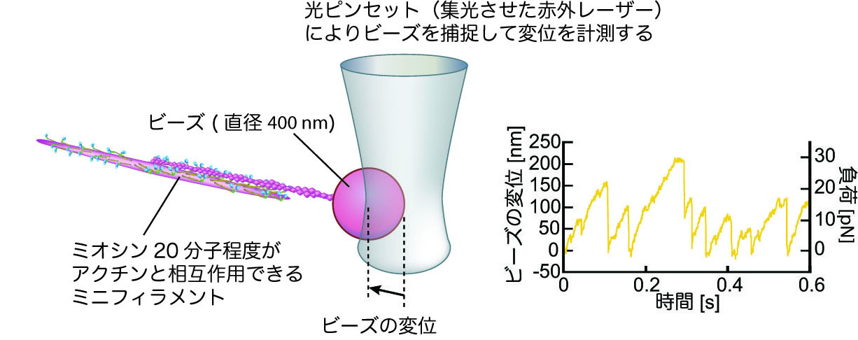 筋肉のタンパク質 ミオシンの協同的な力発生を発見 東京大学 大学院理学系研究科 理学部