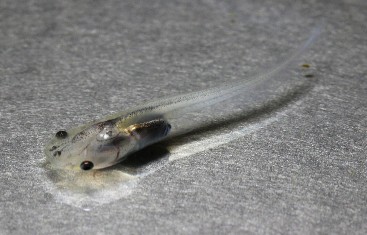 xenopus tadpole