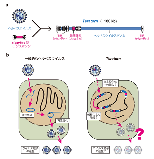小さなメダカのゲノムから 巨大なトランスポゾンを発見 東京大学 大学院理学系研究科 理学部