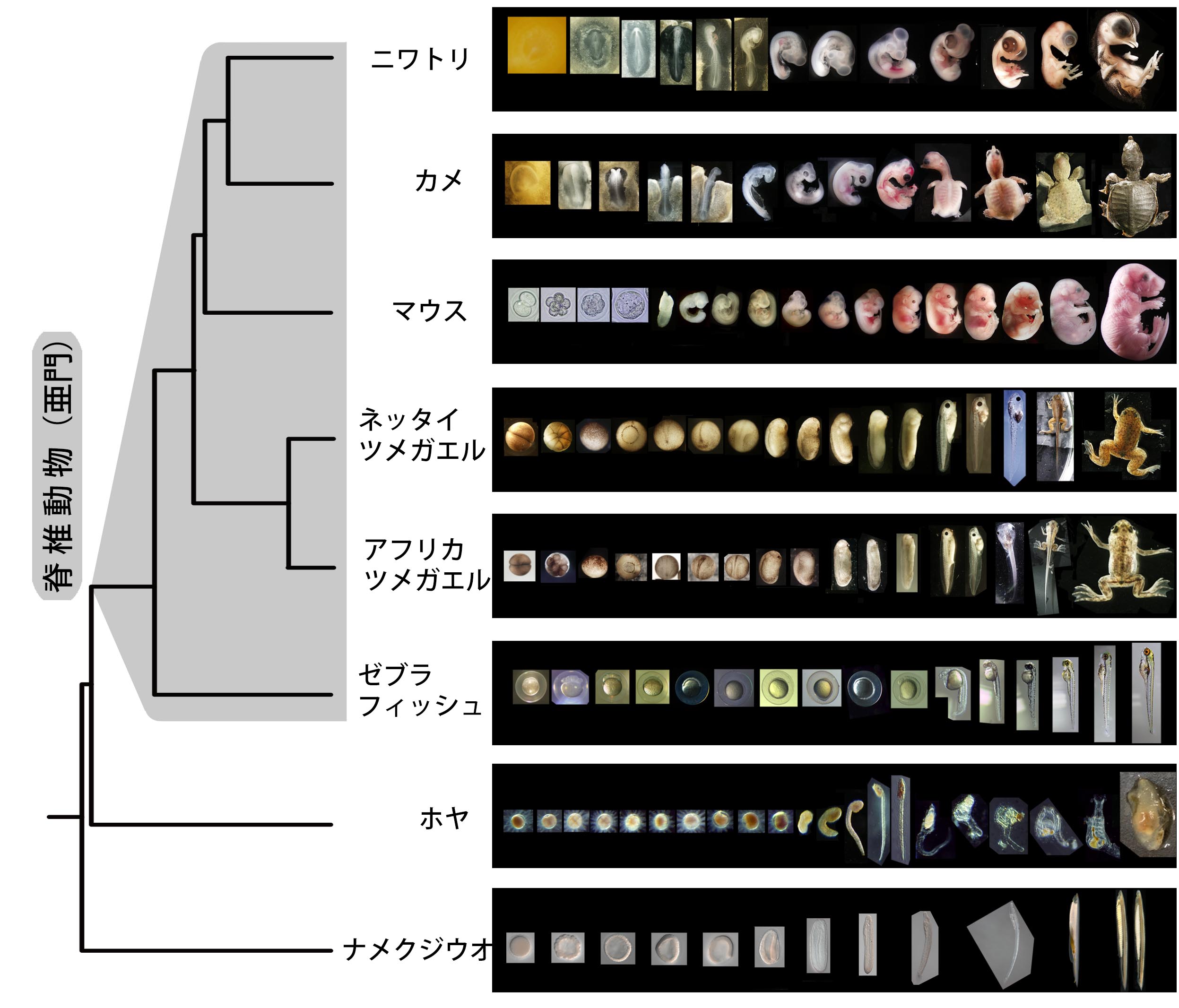 脊椎動物の基本構造が５億年以上変わらなかった理由 東京大学 大学院理学系研究科 理学部