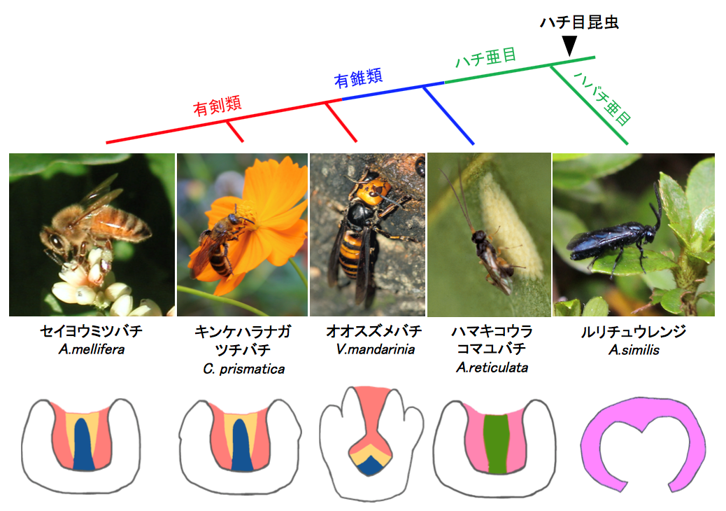 ハチ目昆虫の3段階の行動進化と相関する脳高次中枢の進化を解明 東京大学 大学院理学系研究科 理学部