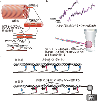 学部生に伝える研究最前線 筋のタンパク質ミオシン分子達は綱引きチーム 東京大学 大学院理学系研究科 理学部