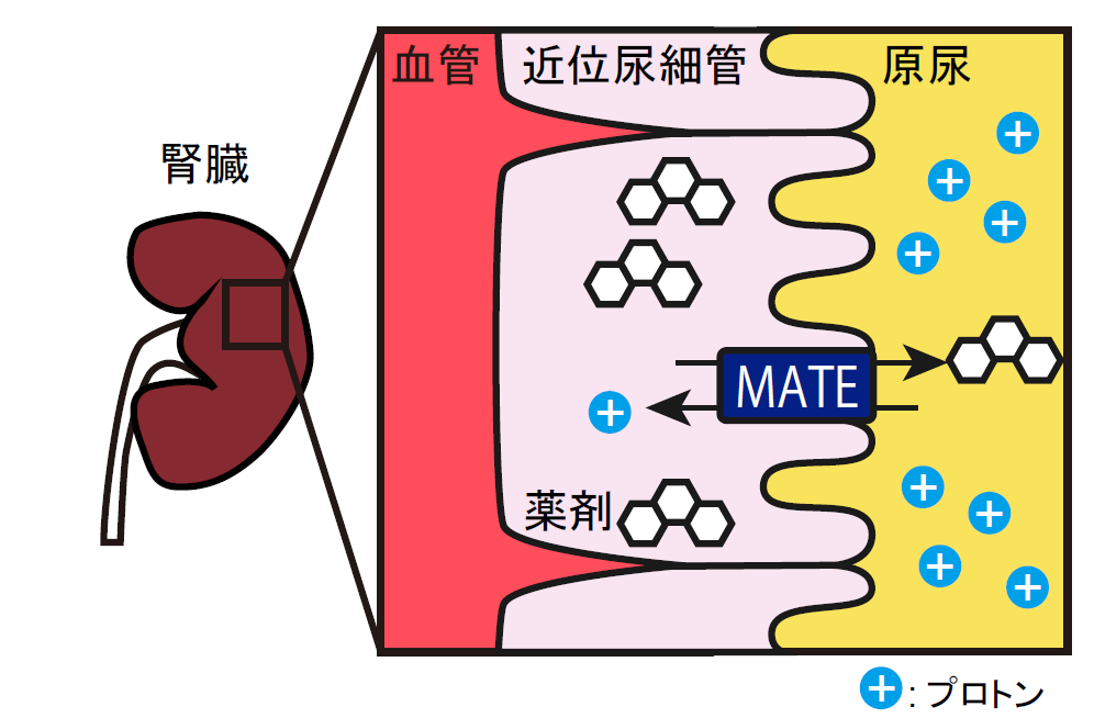 生体異物の排出をになう膜輸送体の構造を解明 東京大学 大学院理学系研究科 理学部