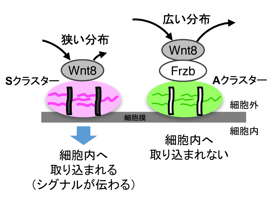 からだの前後のパターンは 点描 で描かれていた 東京大学 大学院理学系研究科 理学部