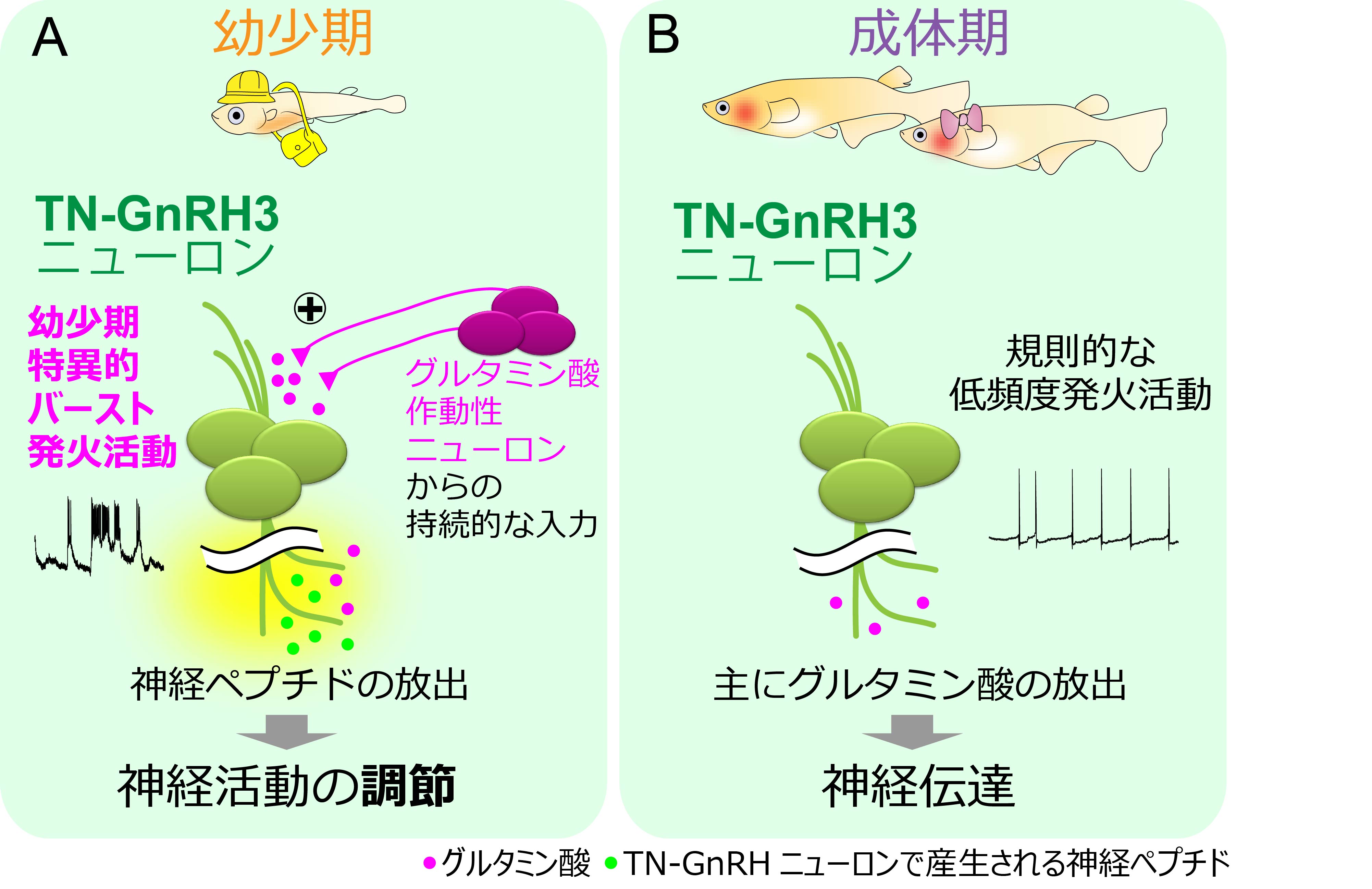 幼少期特異的に活発な活動をする脳内ペプチドニューロンの発見 東京大学 大学院理学系研究科 理学部