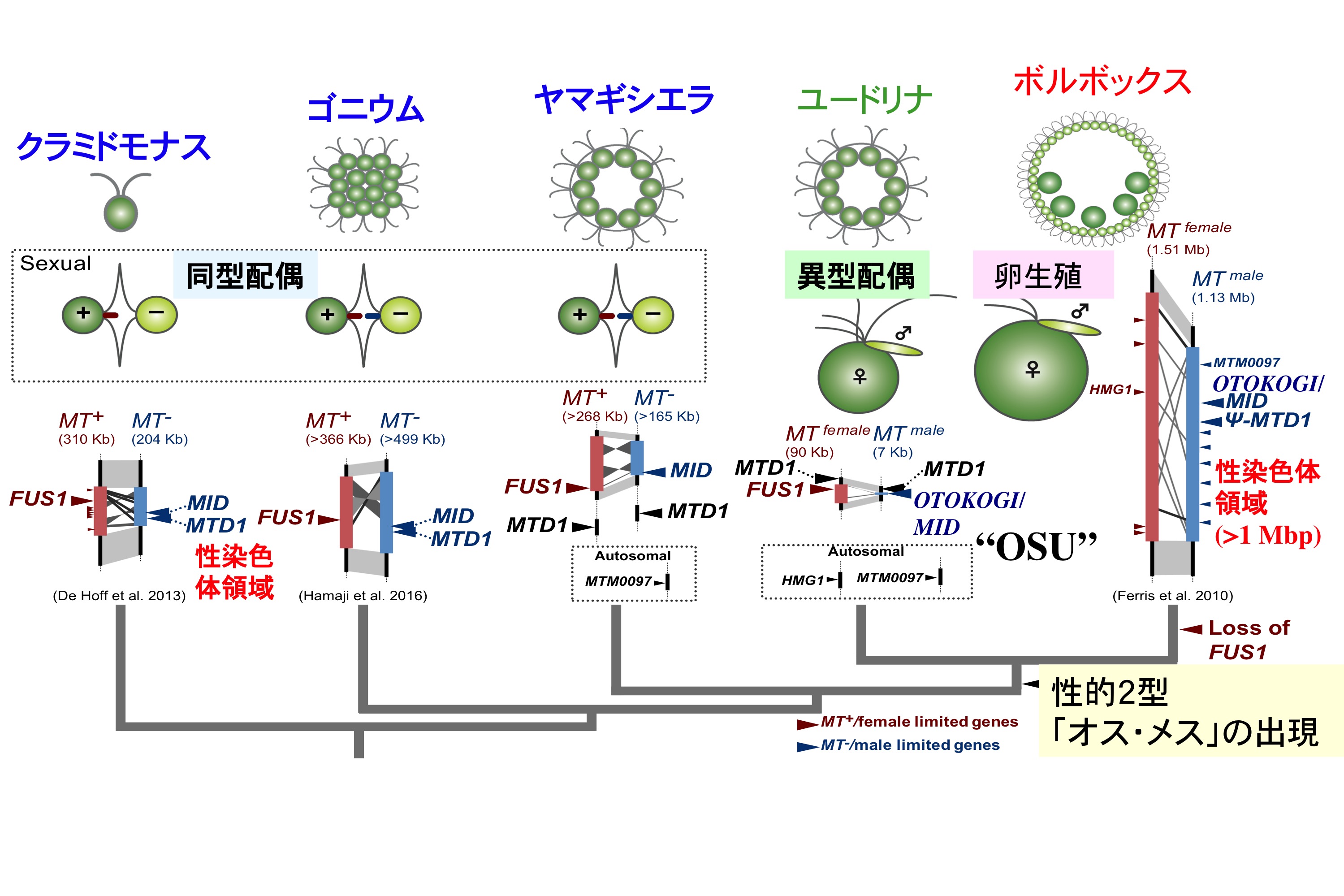 最初のオスとメスを生み出した性染色体領域を全ゲノム解読から解明 東京大学 大学院理学系研究科 理学部