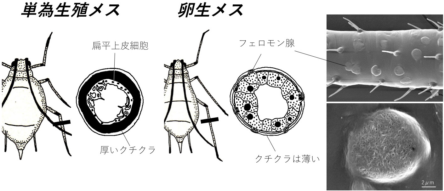 アブラムシの性フェロモン腺 卵生メス特異的発達と合成経路の制御 東京大学 大学院理学系研究科 理学部