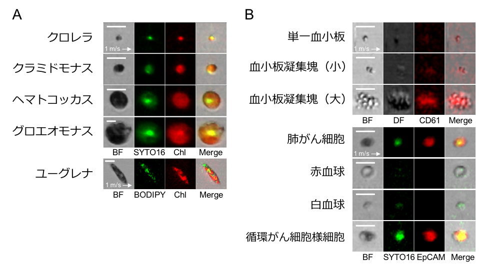 世界初のintelligent Image Activated Cell Sorterを開発 東京大学 大学院理学系研究科 理学部