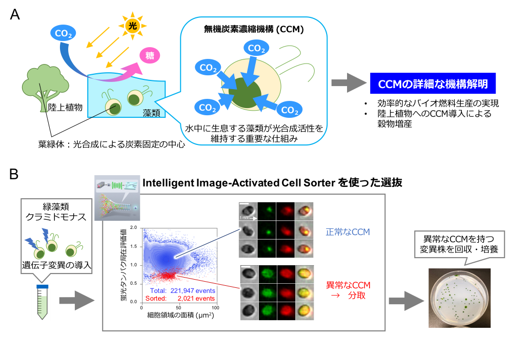 世界初のintelligent Image Activated Cell Sorterを開発 東京大学 大学院理学系研究科 理学部