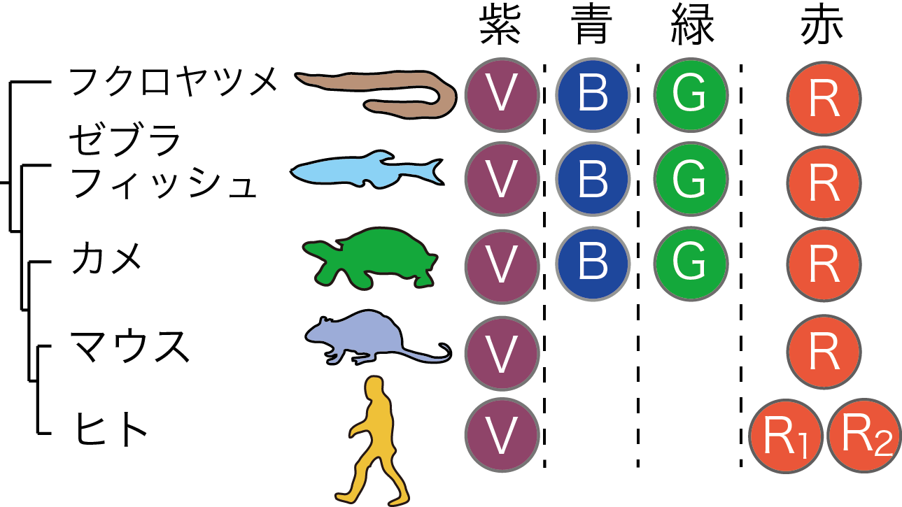 青や緑の色覚遺伝子を制御する分子 東京大学 大学院理学系研究科 理学部
