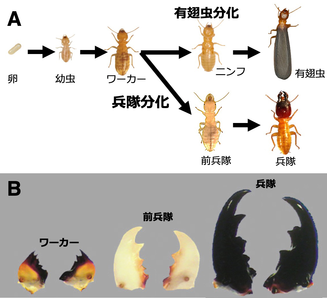 兵隊シロアリの大顎を伸ばすダックスフンド遺伝子 環境要因と形態形成を繋ぐ 東京大学 大学院理学系研究科 理学部