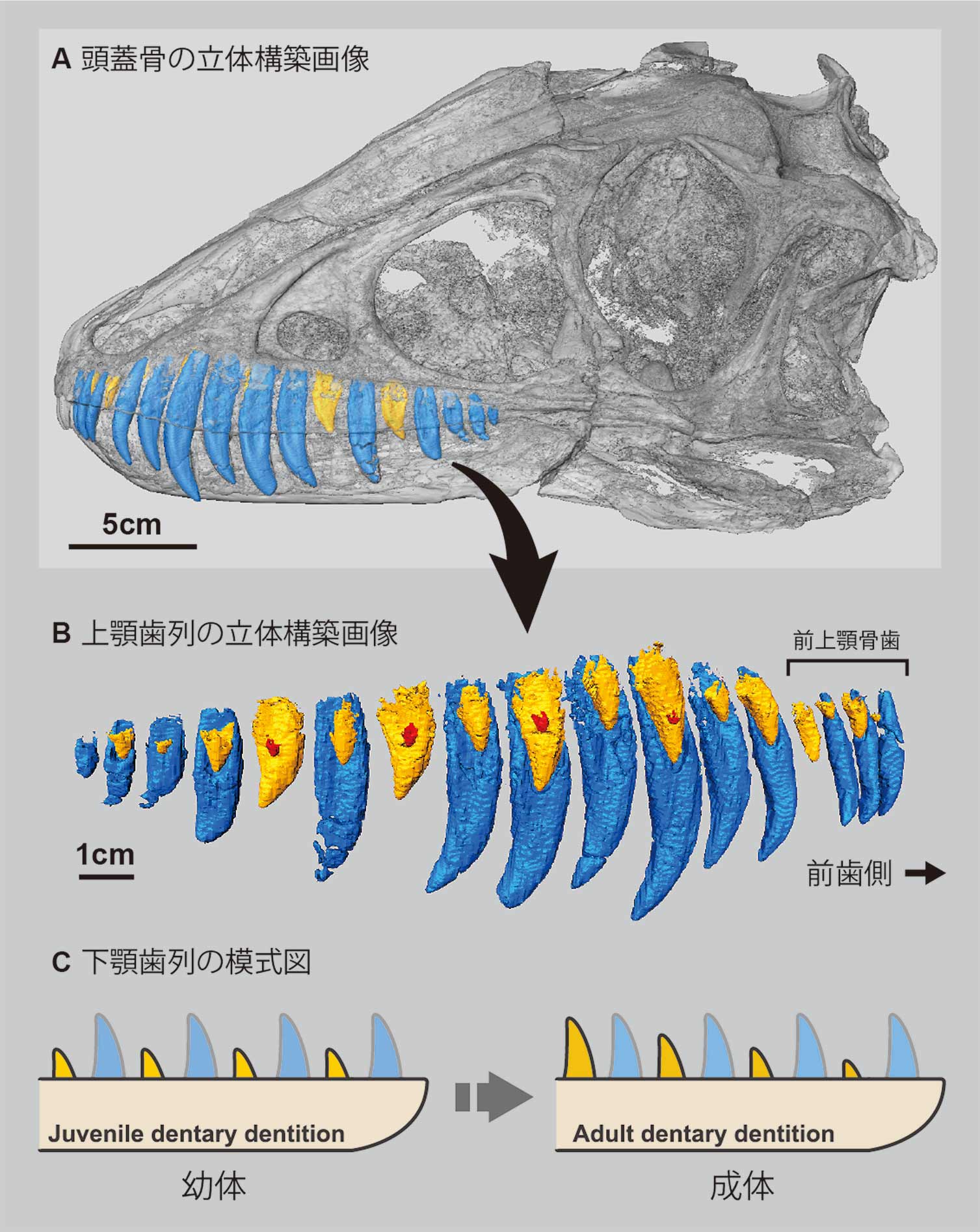 恐竜の歯 化石 [DS275] レバッキサウルス - fawema.org