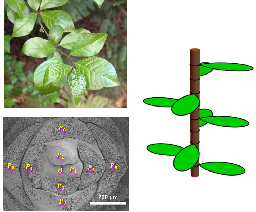 植物の葉の配列における対称性の破れ 東京大学 大学院理学系研究科 理学部