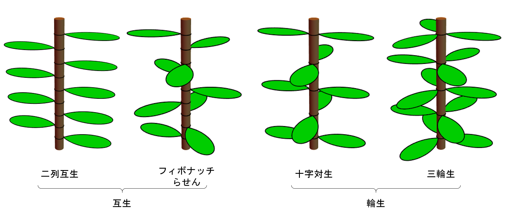 植物の葉の配列における対称性の破れ 東京大学 大学院理学系研究科 理学部