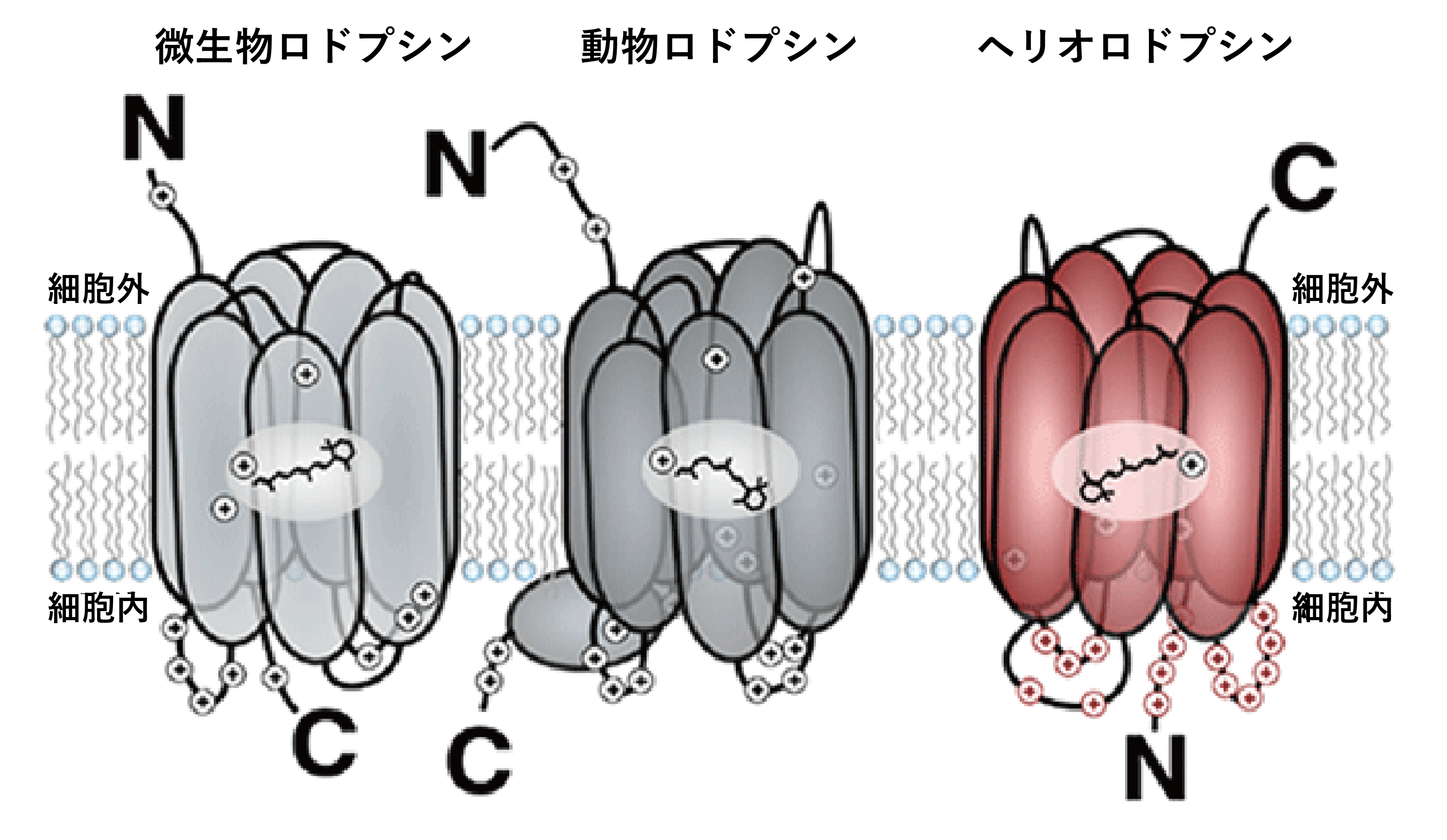 新型の光応答性タンパク質であるヘリオロドプシンの構造を解明 東京大学 大学院理学系研究科 理学部