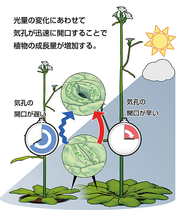 学部生に伝える研究最前線 気孔をすばやく開かせて植物の成長促進に成功 東京大学 大学院理学系研究科 理学部