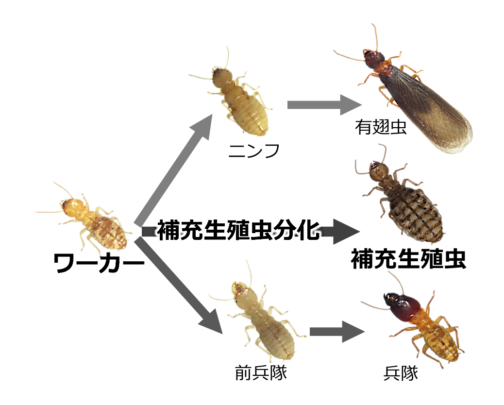 シロアリにおける生殖虫分化 異性による生理調節機構の解明 東京大学 大学院理学系研究科 理学部