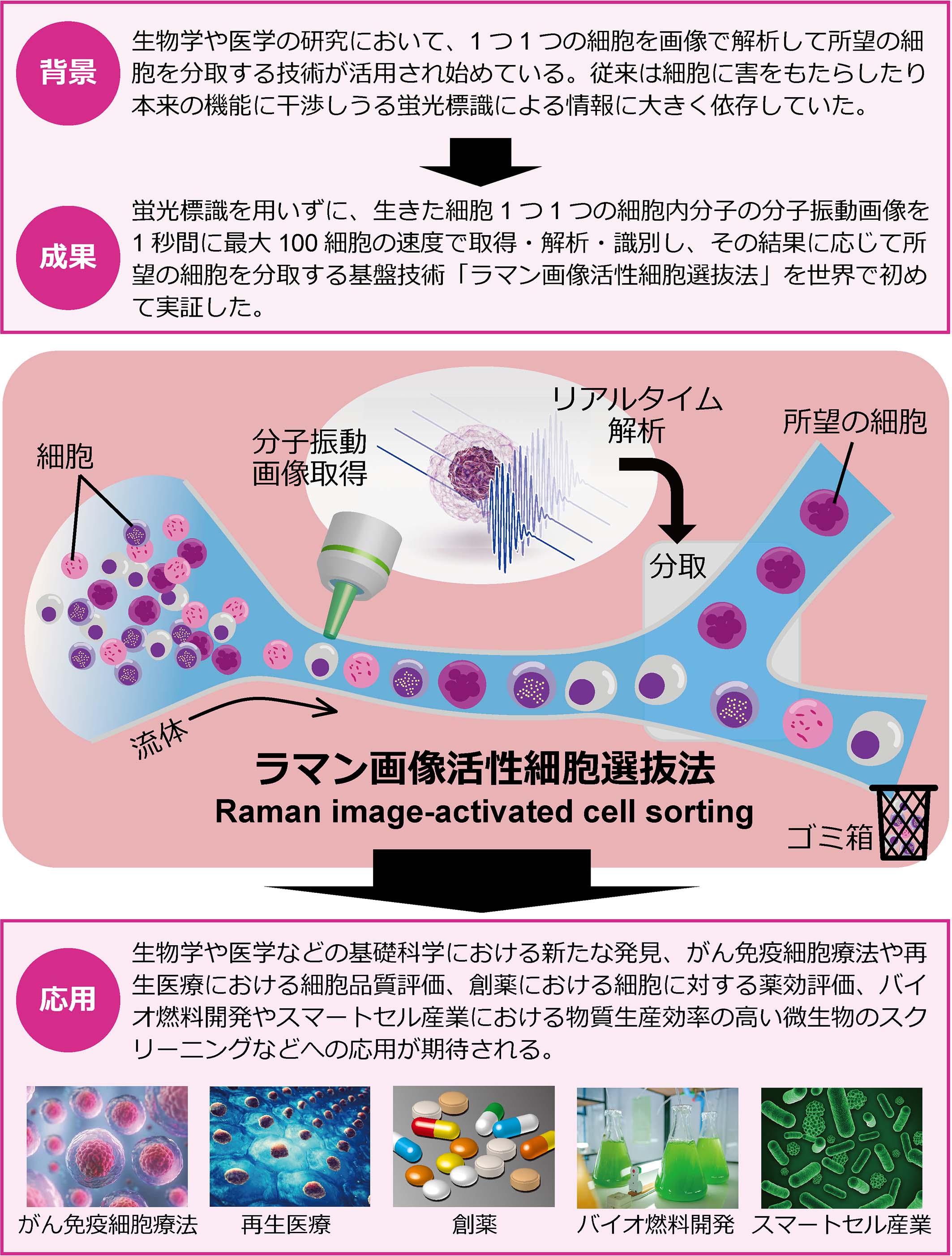 細胞をありのままの姿で超高速選抜 世界初のラマン画像活性細胞選抜法を開発 東京大学 大学院理学系研究科 理学部