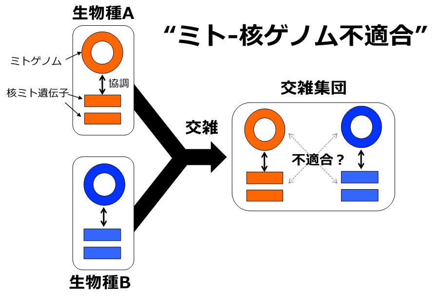 ゲノム系統地理学が明らかにした交雑によるミトコンドリアゲノムの進化 東京大学 大学院理学系研究科 理学部