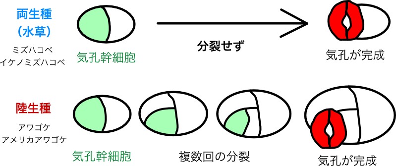 植物の 暮らし によって気孔の作り方が違う仕組みを解明 東京大学 大学院理学系研究科 理学部