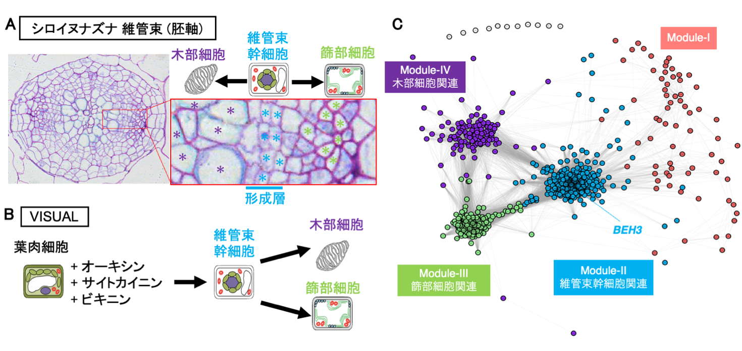 植物が幹細胞を永続的に維持できる新しいしくみ 東京大学 大学院理学系研究科 理学部