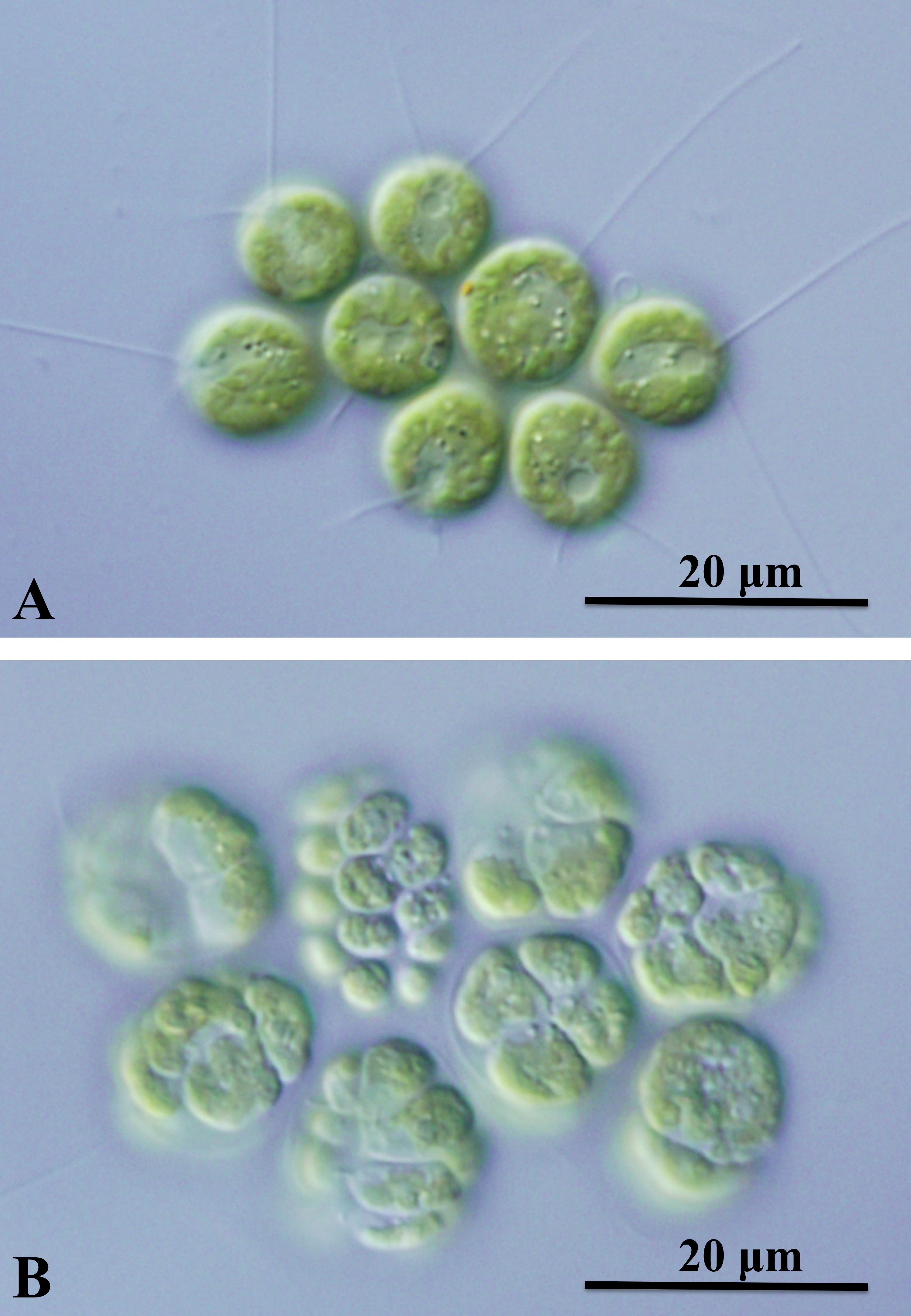 ゲノム解読で初めて明らかになった多細胞生物のはじまり ヒトではがんを抑制する 多細胞化の原因遺伝子 東京大学 大学院理学系研究科 理学部