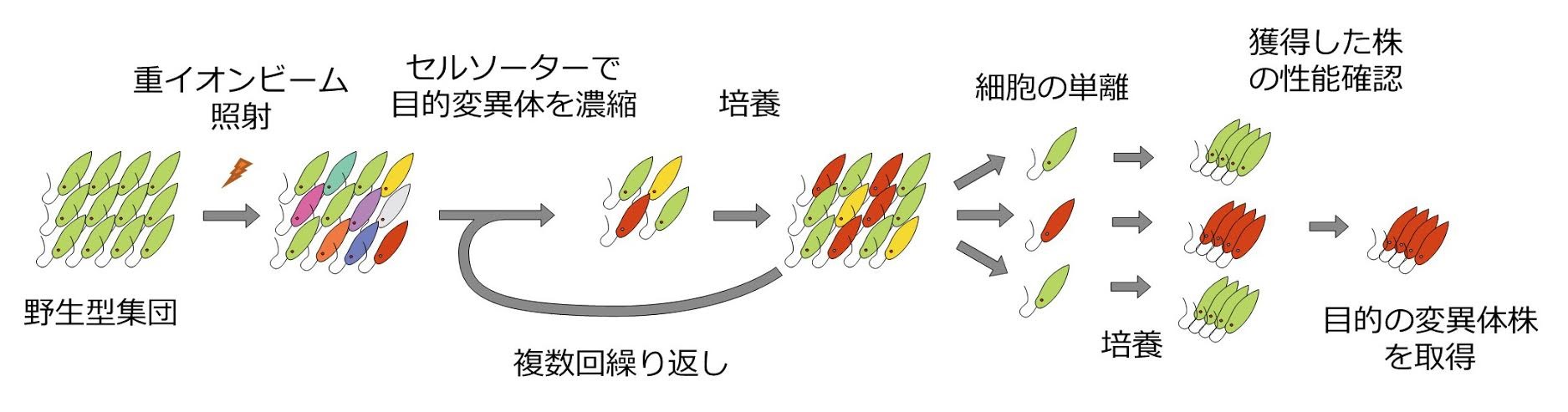 油を多く産生するユーグレナ変異体を選抜する品種改良法の開発に成功 東京大学 大学院理学系研究科 理学部