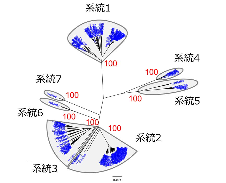 現代人のゲノムから過去を知る～Y染色体の遺伝子系図解析からわかった縄文時代晩期から弥生時代に…