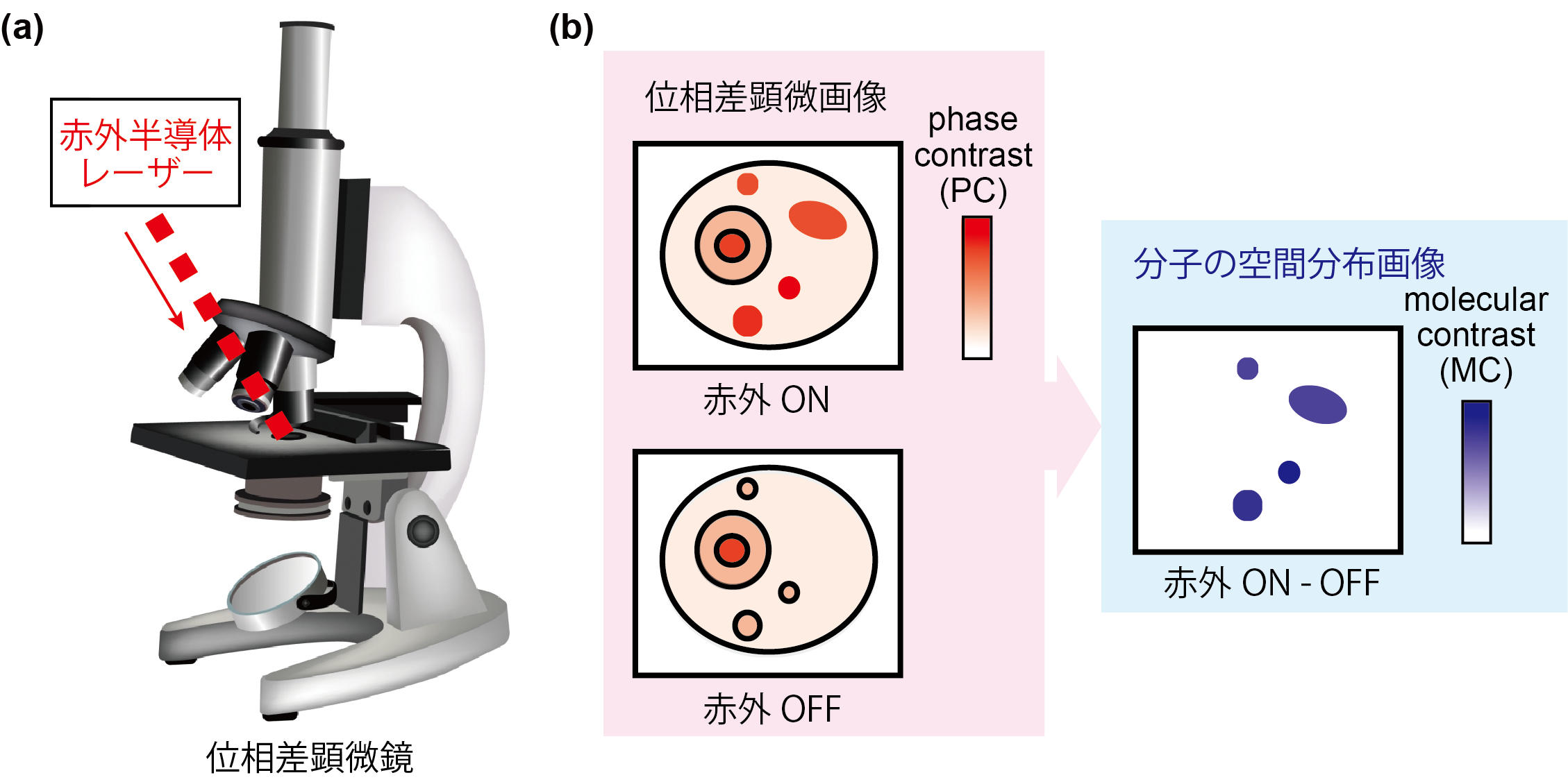 光学顕微鏡で分子の分布を観る新しい顕微分光手法を開発