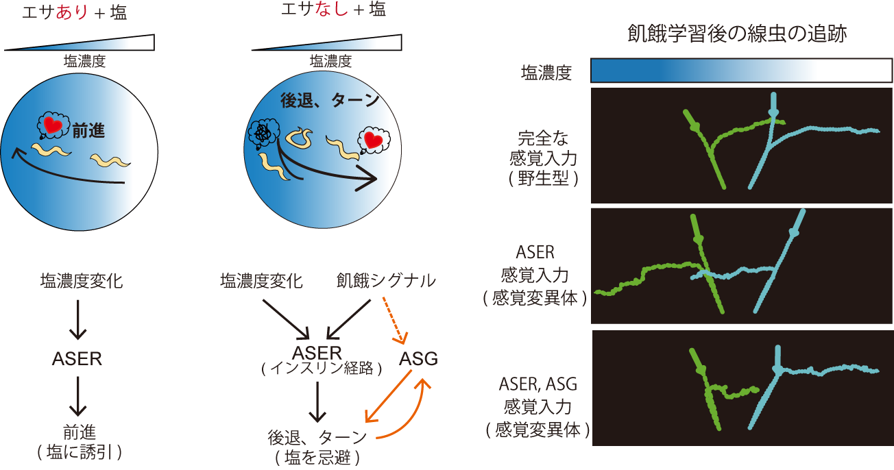 飢餓を感知する感覚神経は新たな行動戦略を生み出す