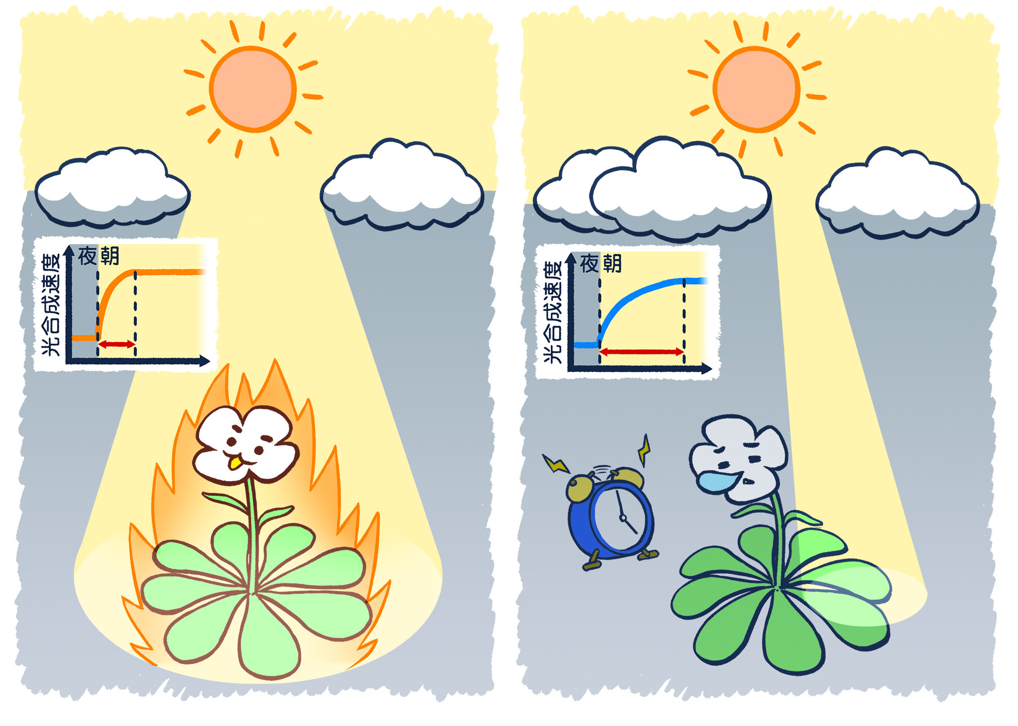 植物の寝起きが良くなる光照射法 ～ 全身に光を浴びることが植物の光合成効率を改善することを発見～