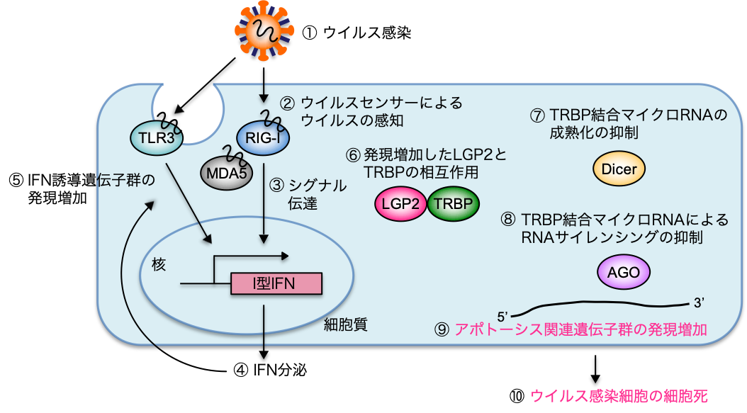 マイクロRNAがウイルス感染細胞の細胞死を誘導する仕組みを発見