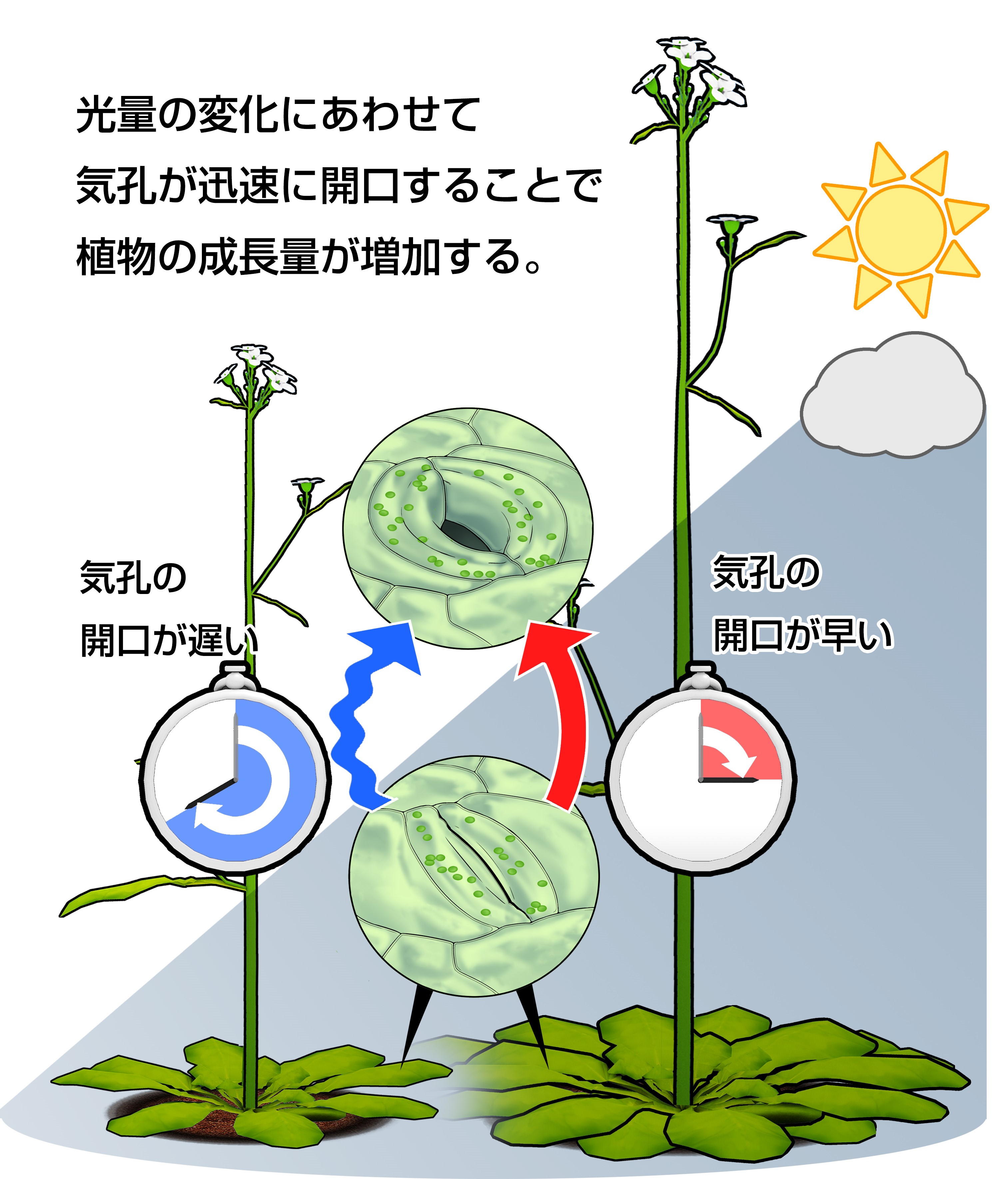 気孔をすばやく開かせることで、野外における植物の成長促進に成功