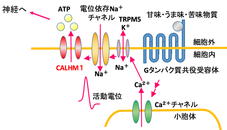 甘味・うま味・苦味物質の認識に必要なATPチャネルの構造可視化に成功