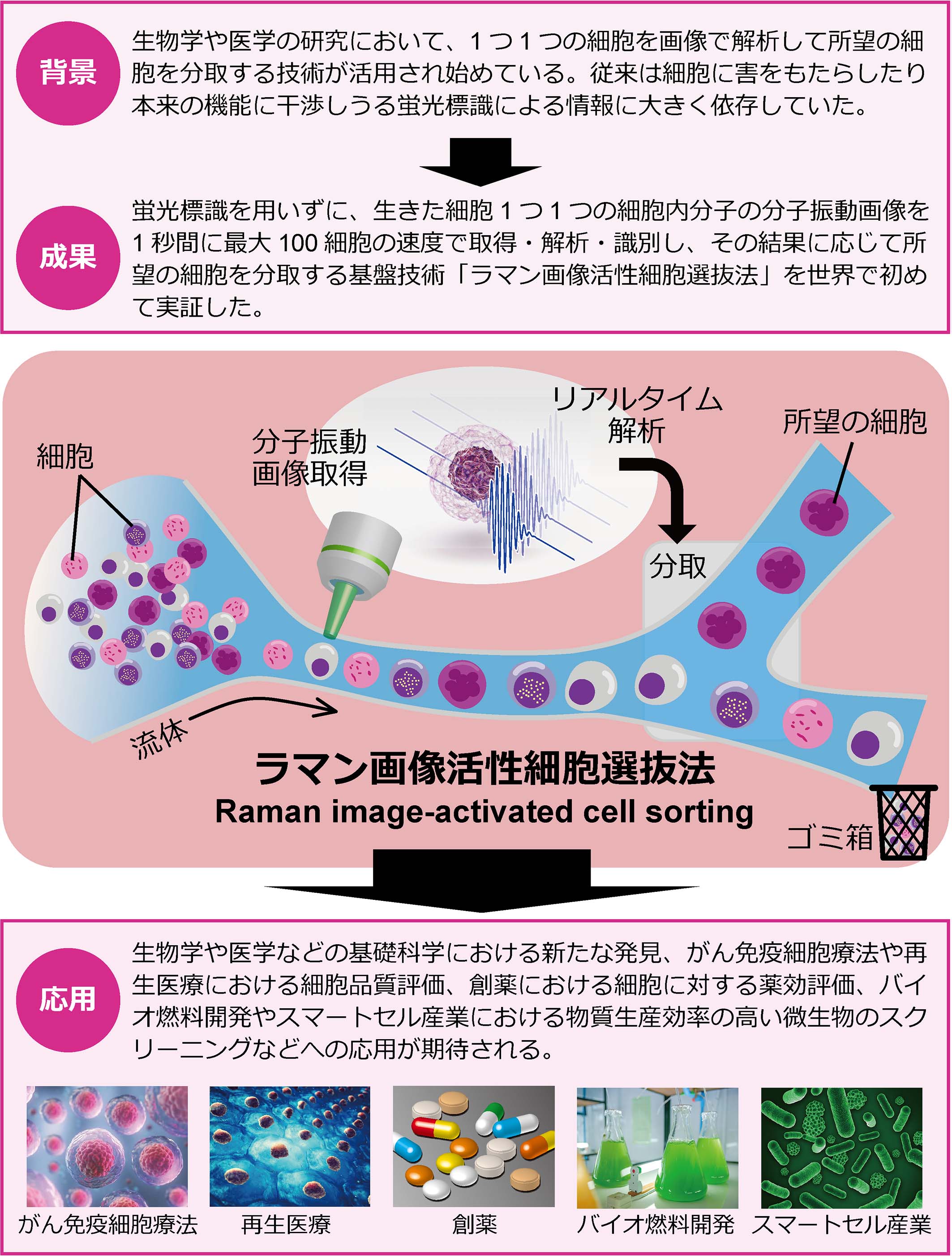 細胞をありのままの姿で超高速選抜、世界初のラマン画像活性細胞選抜法を開発