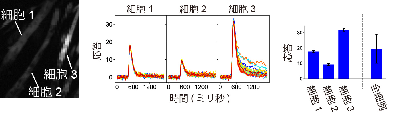 細胞のばらつきはノイズではなく情報である