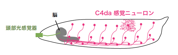 嫌な相手から素早く逃げるための脳神経回路の発見