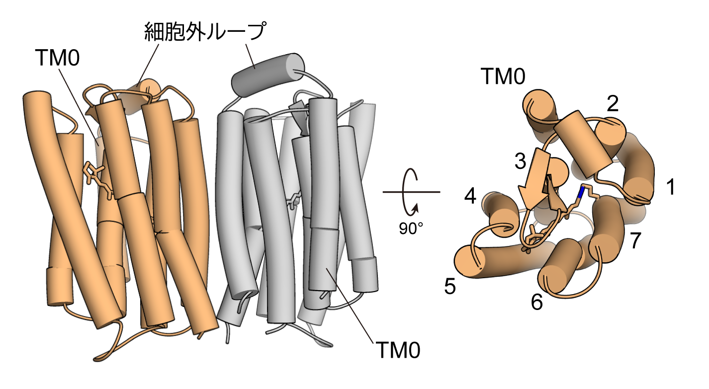 光依存的に環状ヌクレオチドを分解するロドプシン酵素の構造を解明