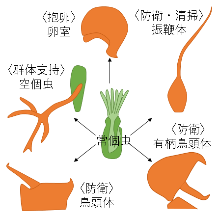 群体動物コケムシにおける異形個虫「鳥頭体」の発生過程