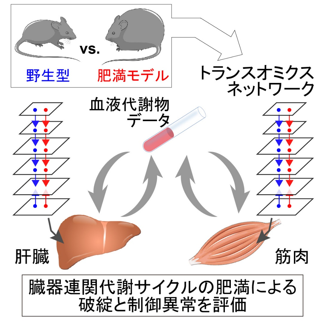 肝臓-筋肉の臓器連関代謝サイクルの肥満による制御異常の解明