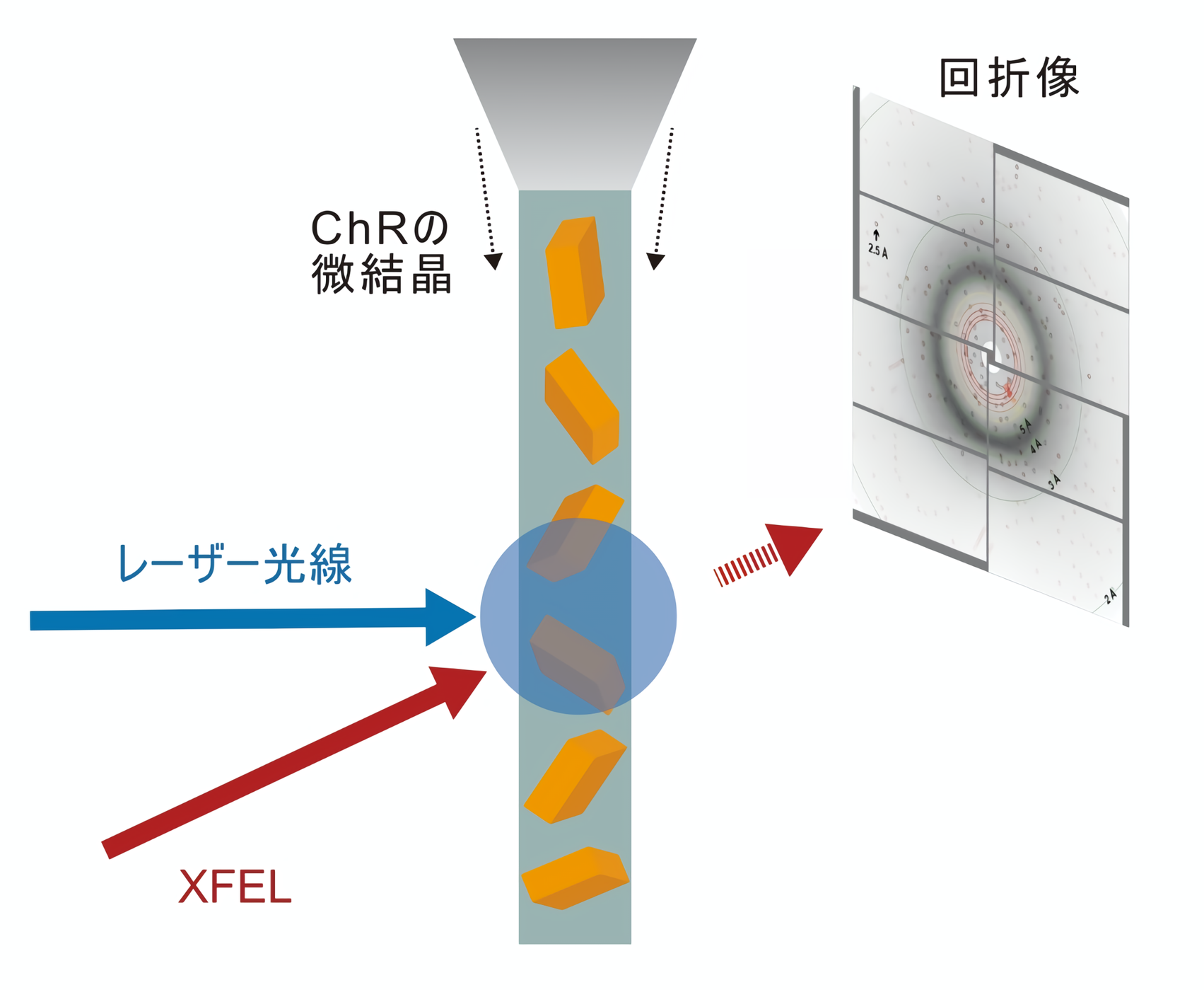 X線自由電子レーザーで捉えた、光照射によるチャネルロドプシンの 構造変化の過程