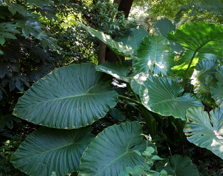 弱い光に耐える植物の葉緑体はときおり当たる強光にも耐えられる | テック・アイ生命科学