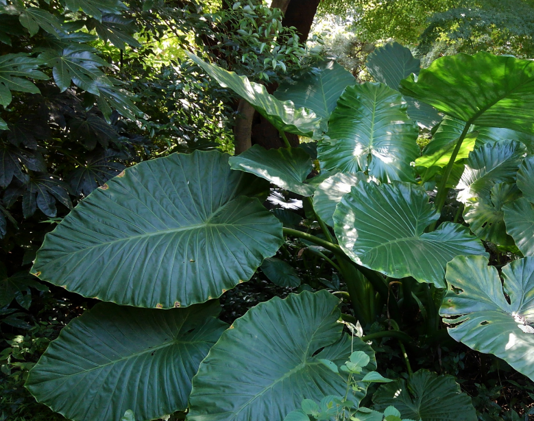 弱い光に耐える植物の葉緑体はときおり当たる強光にも耐えられる