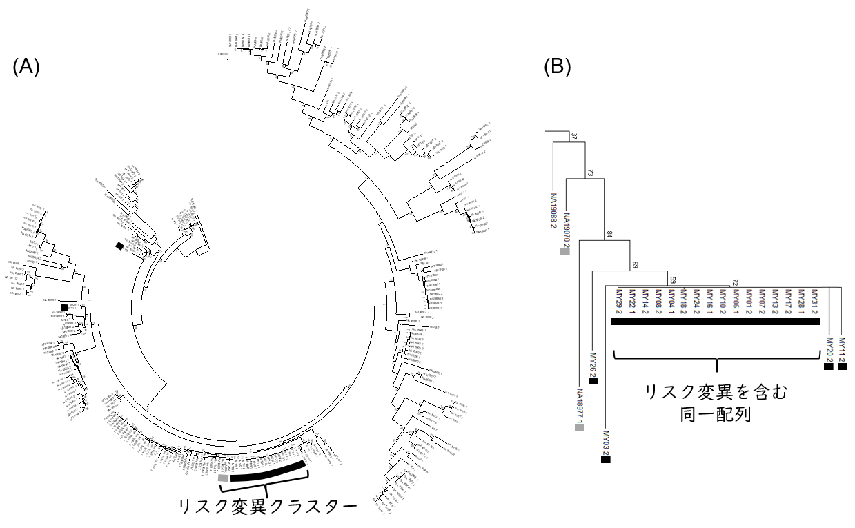 もやもや病のリスク遺伝子RNF213の遺伝的特徴と拡散経路の推定