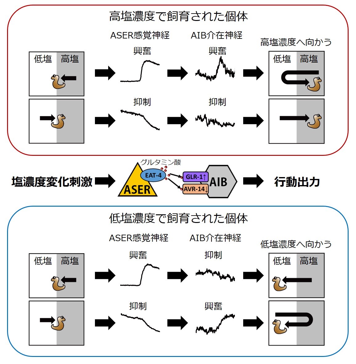 進むべきか戻るべきか? ～過去の経験を基にして行動を逆転させる機構の解明～