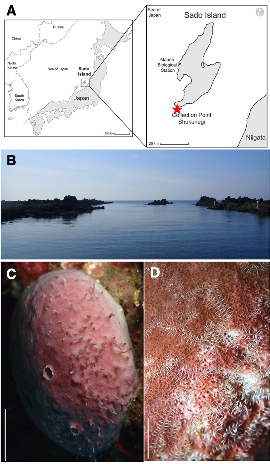 体が分岐する環形動物の新種発見:佐渡島のキングギドラシリス