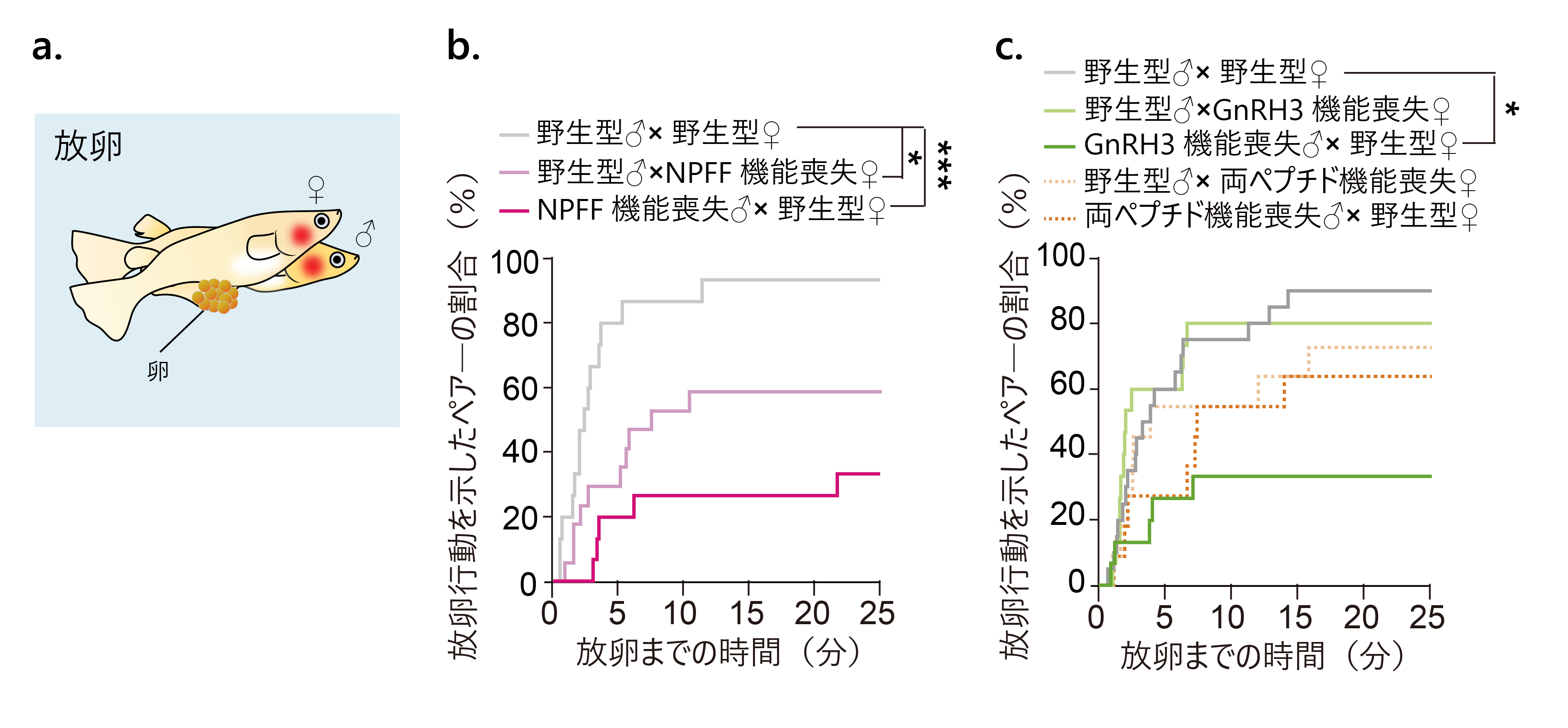 オス性行動のモチベーションを調節する脳内のしくみ